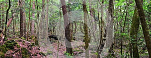 Views of forest path to Bat Cave around Mount Fuji Japan, by Kawaguchiko Tenjozan Park and Lake Kawaguchi.