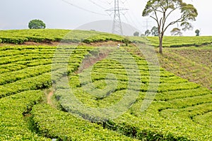 Views of green and beautiful tea plantations in bandung indonesia
