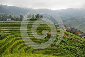 Views of green Longji terraced fields and Dazhai village