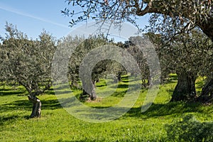 Views of a green olive grove near Grimaldo