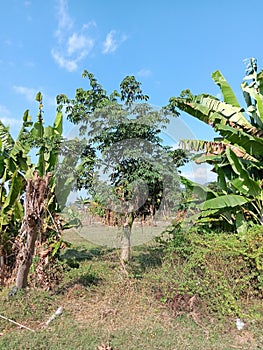 Views of Kapok betwen nanana trees photo