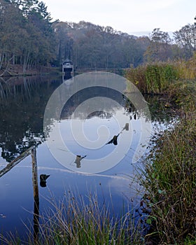 Views of the lake and trees and Winkworth National Arboretum, Surrey, UK