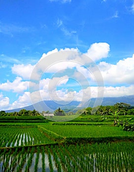 Views of montains and rice field when the sky is clear photo