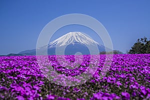 Views of Mount Fuji and phlox blooming in spring photo