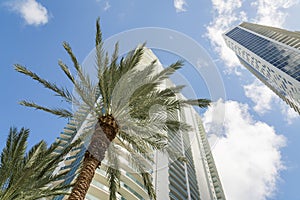 Views of palm trees and two modern multi-storey condos from below under the sky at Miami, FL