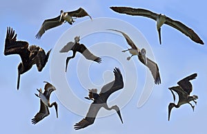 Views of pelicans in blue sky