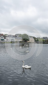 Views of the picturesque Breiavatnet lake on a cloudy day, populated by beautiful swans in Stavanger, Norway