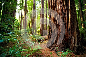 Views in the Redwood Forest, Redwoods National & State Parks California photo
