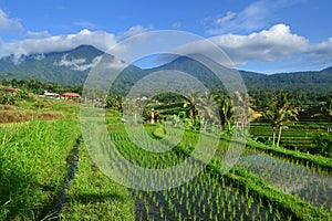 views of rice fields in their hometown