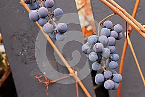 Views of ripe grapes in the fall on bare vine stems