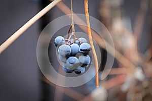 Views of ripe grapes in the fall on bare vine stems