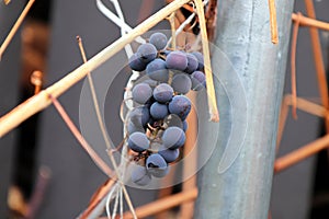 Views of ripe grapes in the fall on bare vine stems