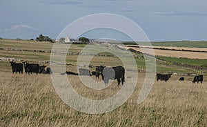 Views of Scotland, the UK, Europe - black cows and blue skies.