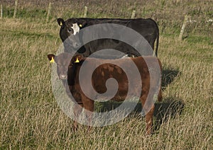 Views of Scotland, the UK, Europe - cows in a field.