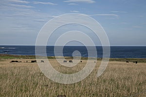 Views of Scotland, the UK - fields and blue skies.