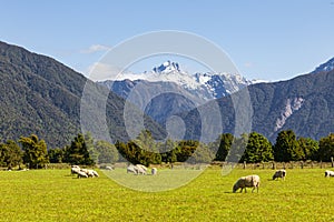 Views of Southern Alps. South Island, New Zealand