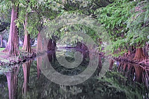 Views of trees and unique nature aspects surrounding New Orleans, including reflecting pools in cemeteries and the Garden District photo