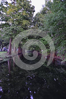 Views of trees and unique nature aspects surrounding New Orleans, including reflecting pools in cemeteries and the Garden District photo