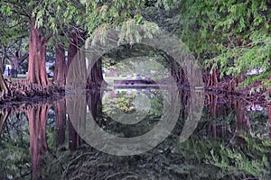 Views of trees and unique nature aspects surrounding New Orleans, including reflecting pools in cemeteries and the Garden District photo