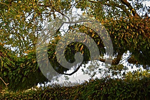 Views of trees and unique nature aspects surrounding New Orleans, including reflecting pools in cemeteries and the Garden District