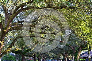 Views of trees and unique nature aspects surrounding New Orleans, including reflecting pools in cemeteries and the Garden District photo