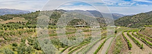 Views of vineyards in Priorat region, Catalonia, Spain