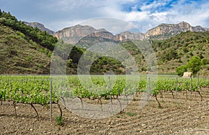 Views of vineyards in Priorat region, Catalonia, Spain