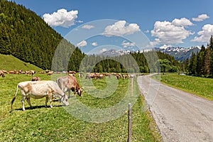 Views of Wellhorn massif and grazing cattle