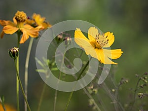 Views of a yellow Cosmos sulphureus