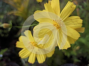 Views of a yellow Cosmos sulphureus