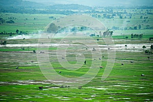 Viewscape Rice farming and Cultivated area in thailand