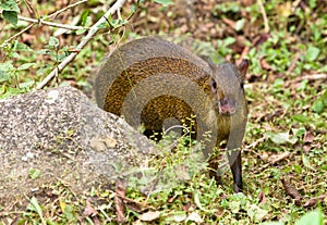 A vigilant Agouti photo