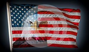 Always vigilant american flag and bald eagle dark background