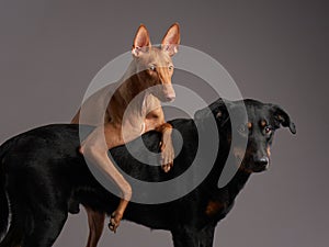 A vigilant Beauceron stands beside a poised Pharaoh Hound