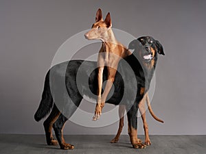 A vigilant Beauceron stands beside a poised Pharaoh Hound