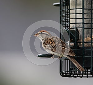 Vigilant chipping sparrow at a feeder in Muskoka