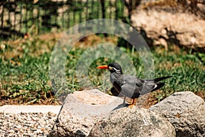 vigilant Inca Tern perched on a granite boulder, its iconic mustache and red-orange bill adding