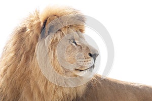 Vigilant lion