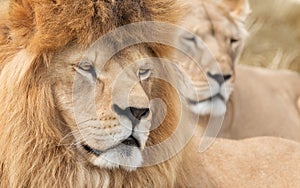 Vigilant lion and lioness