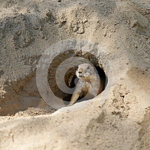 Vigilant prairie dog, Cynomys ludovicianus keeps watch for enemies