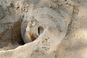 Vigilant prairie dog, Cynomys ludovicianus keeps watch for enemies from the air