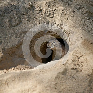 Vigilant prairie dog, Cynomys ludovicianus keeps watch for enemies from the air