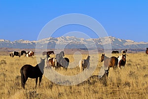 Vigilant stallion watches his wild herd of horses in Wyoming