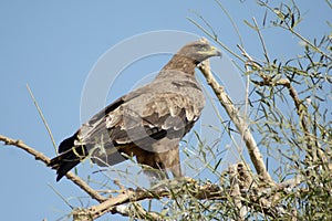 VIGILANT Steppe eagle AT JORBEER OUTSKIRT BIKANER