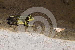 Vigilant toad sits on the bank of a river waiting for prey