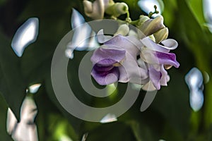 Vigna caracalla flower