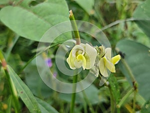 Vigna flowers.