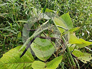 Vigna flowers and fruits. They are herbs or occasionally subshrubs. photo