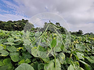 Vigna flowers and fruits. They are herbs or occasionally subshrubs. photo