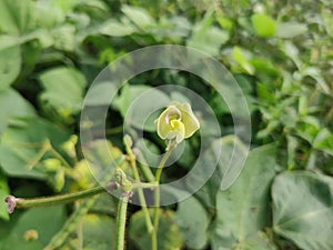 Vigna flowers. They are herbs or occasionally subshrubs.